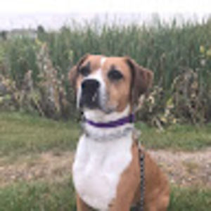 Meet your Posher, Anne